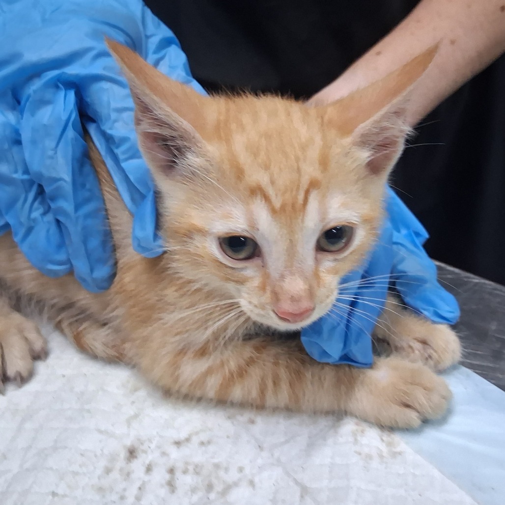 A small orange kitten is being gently held by a person wearing blue gloves.
