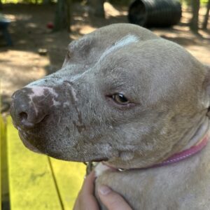 A close-up of a gray dog with a white patch on its face, resting against a person's hand.