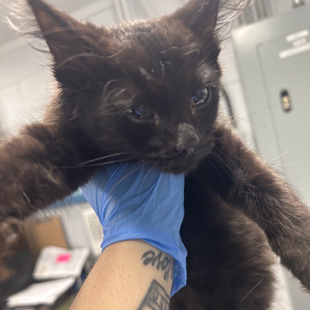 A person in a blue glove holds a black kitten, showcasing its face and fur.
