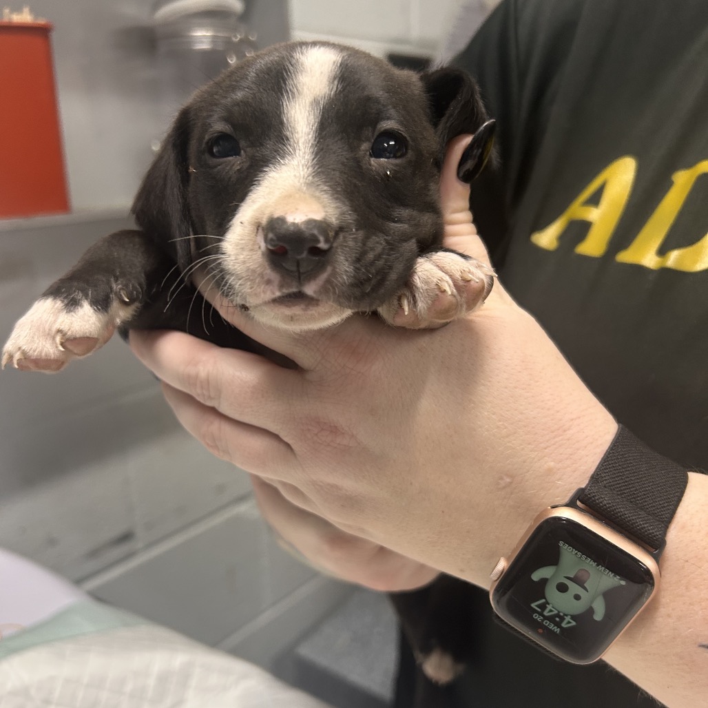A person holds a small black and white puppy, wearing a smartwatch on their wrist.
