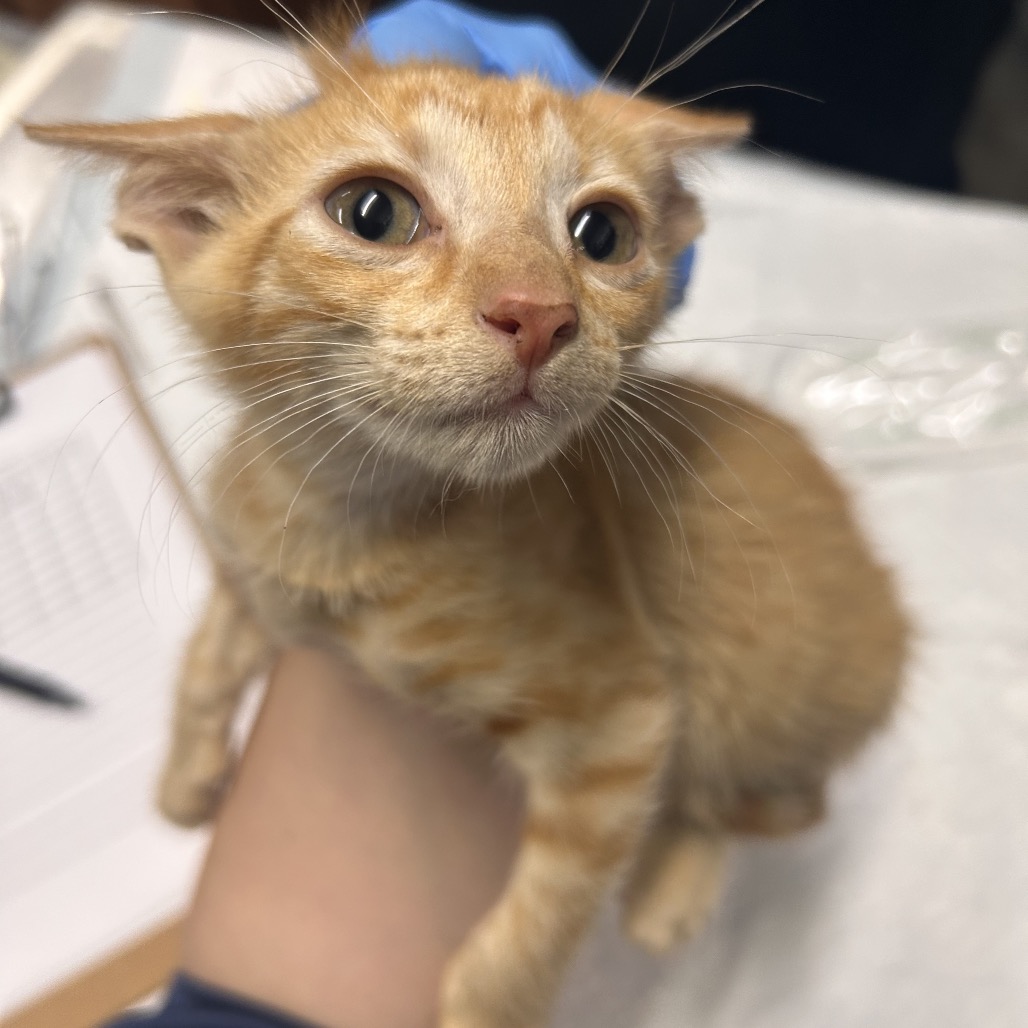 A person holds a small orange kitten, showcasing its curious expression and whiskers.
