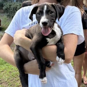 A person holds a happy black and white puppy, surrounded by blurred figures in the background.