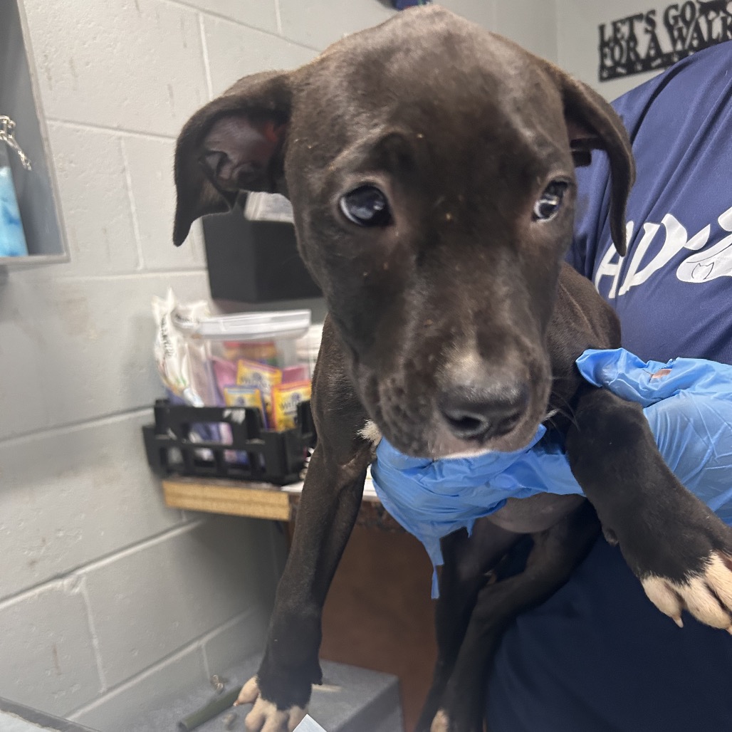 A person in blue gloves holds a small black puppy in a veterinary setting.