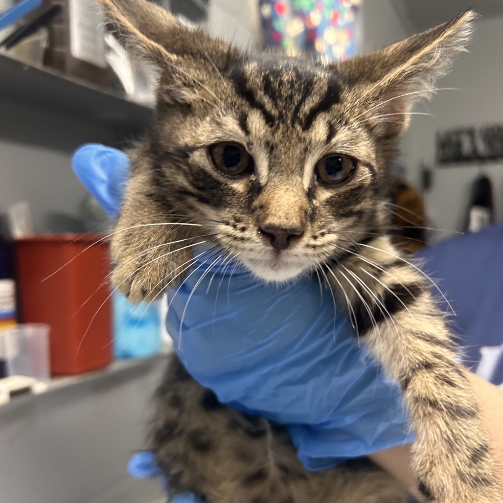 A person in blue gloves holds a tabby kitten, showcasing its curious expression.