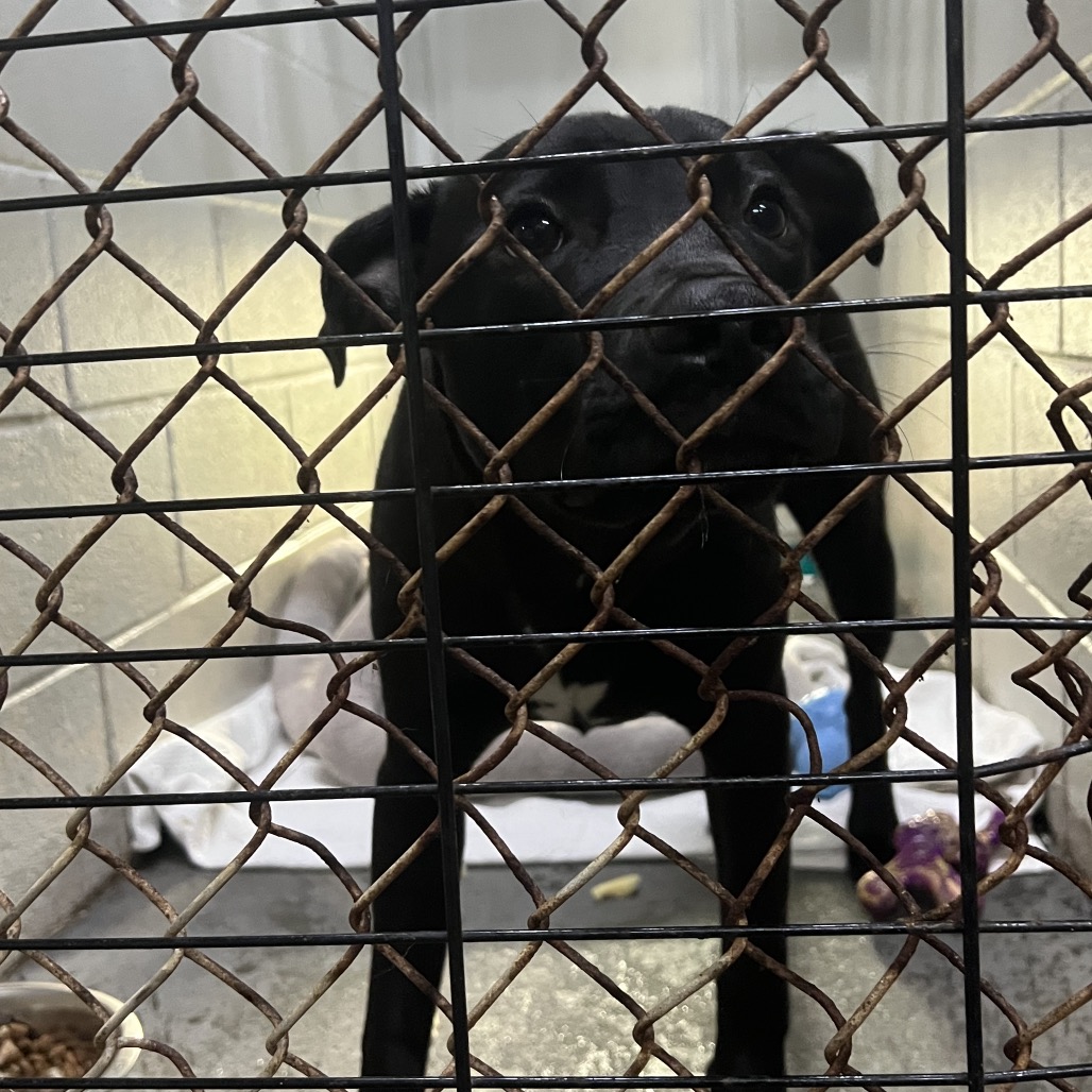 A black dog looks through a wire cage, surrounded by bedding and a bowl of food.