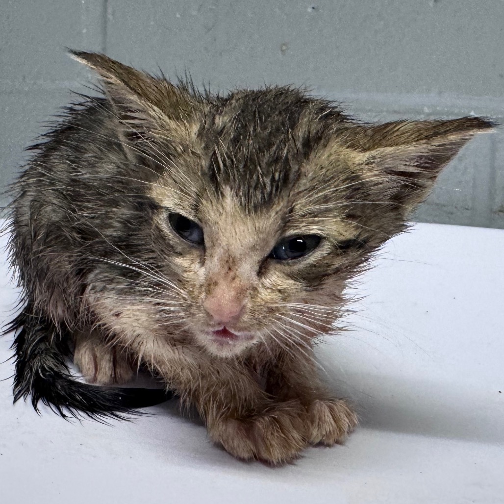 A wet, distressed kitten sits on a surface, looking up with wide eyes.