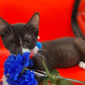 A black and white cat with a colorful collar sniffs a blue flower on a bright red background.
