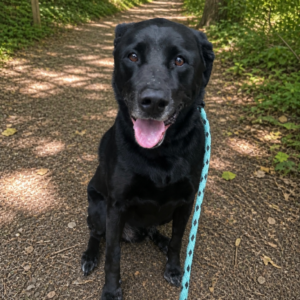 A black dog sits on a gravel path, smiling with a blue leash attached. Green foliage surrounds the area.