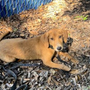 A brown dog lies on leaves, looking at the camera, with a leash attached. A blue fence is in the background.