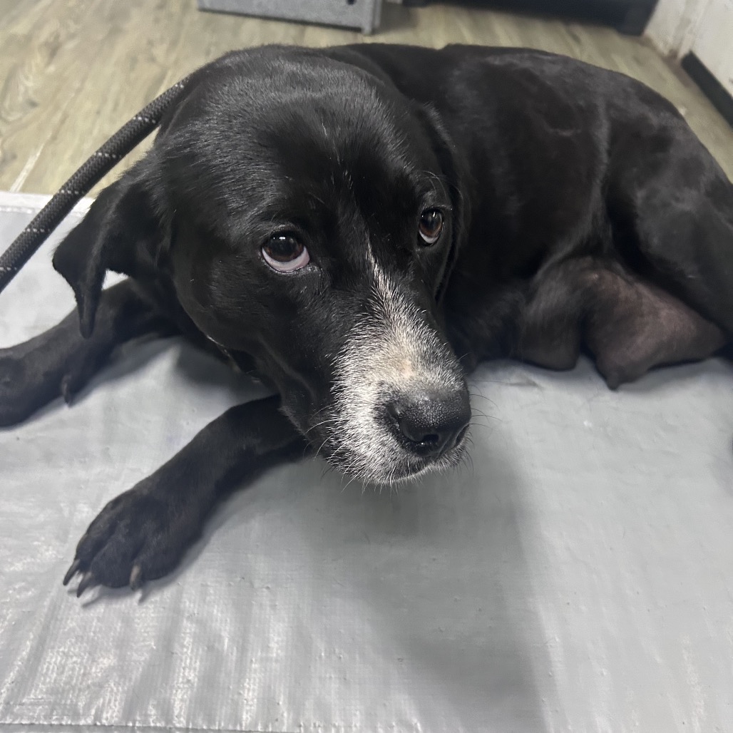 A black dog with a white snout lies on a gray surface, looking curiously at the camera.