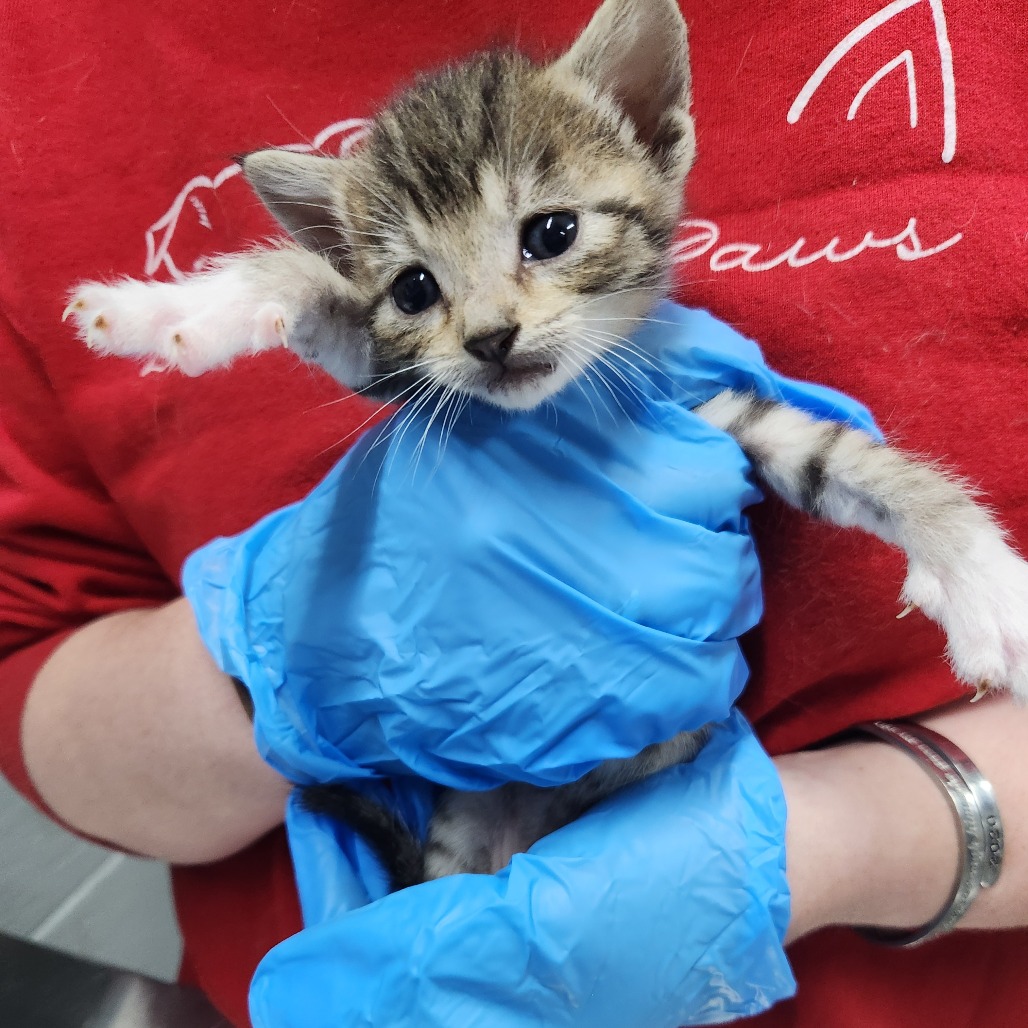 A person in a red shirt holds a small, striped kitten wearing blue gloves. The kitten appears curious and playful.