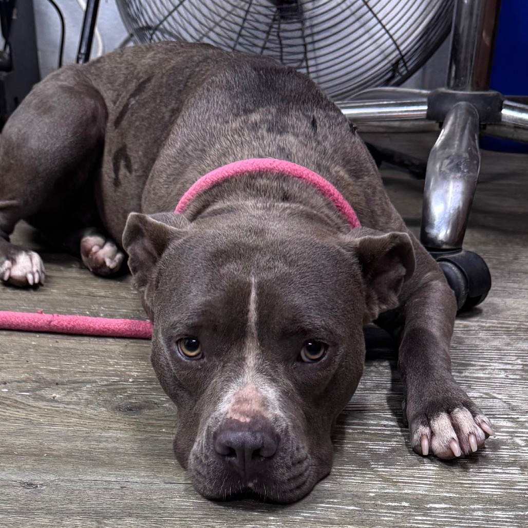 A gray dog with a pink collar lies on a wooden floor near a fan and a chair.