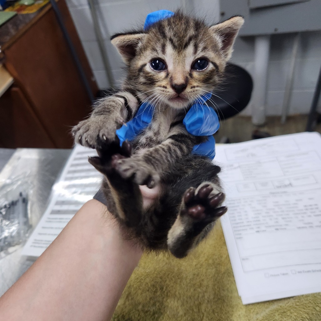 A person holds a small tabby kitten wearing a blue bow, surrounded by paperwork and a towel.