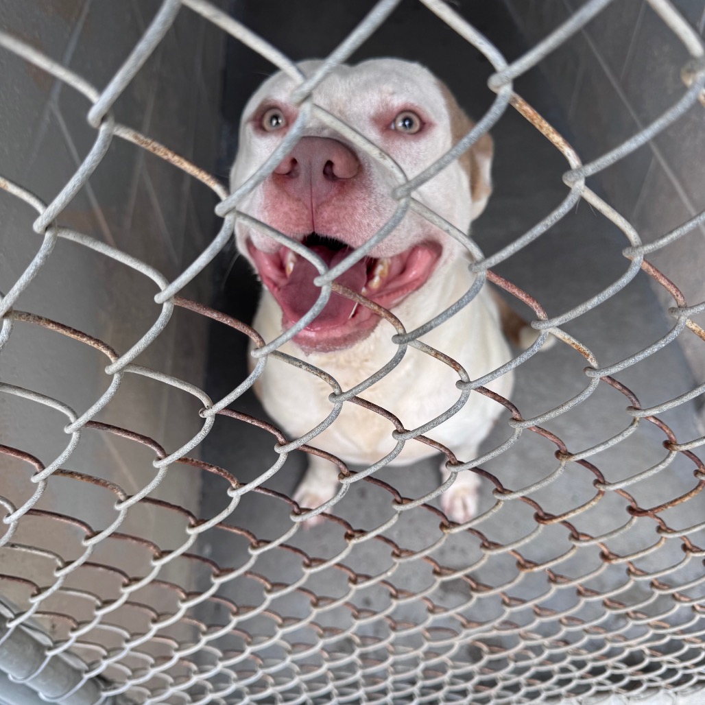 A happy dog with blue eyes sits behind a chain-link fence, eagerly looking up.