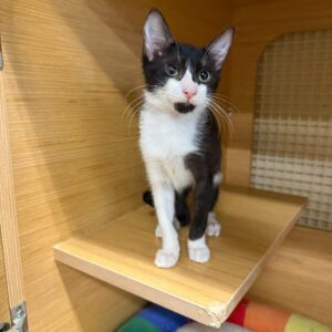 A black and white kitten stands on a wooden shelf, looking curiously at the viewer.