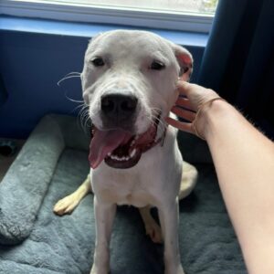 A white dog sits on a gray bed, happily receiving affection from a person's hand.
