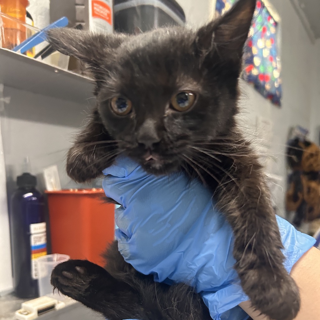 A person in blue gloves holds a small black kitten, showcasing its curious expression.