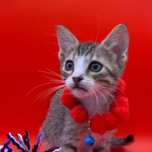 A curious kitten wears a red pom-pom collar, with a blue bell, against a bright red background.