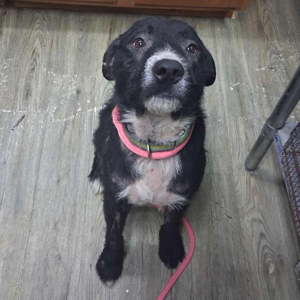A black and white dog sits on a wooden floor, wearing a pink leash and looking up curiously.