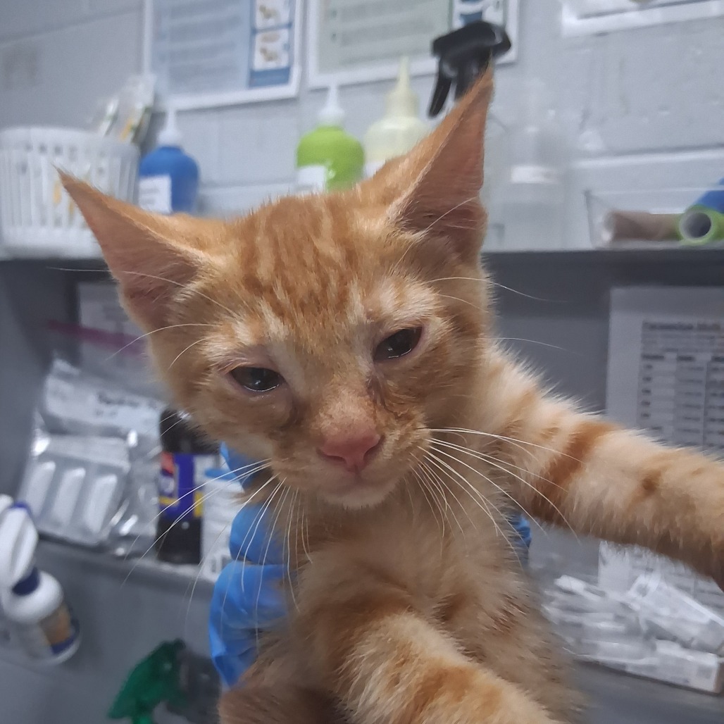 A small orange tabby kitten is held by a person wearing blue gloves in a veterinary setting.