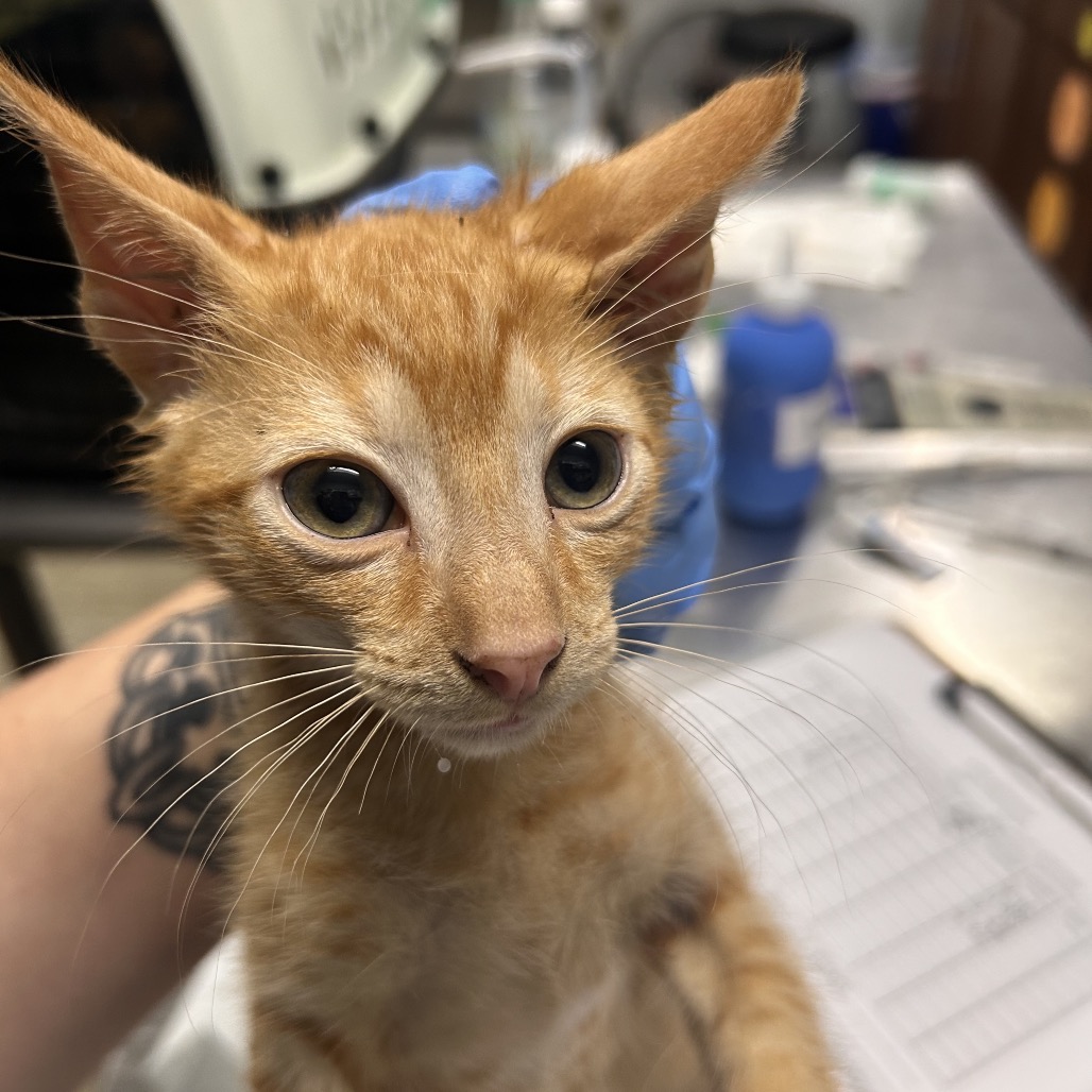 A close-up of an orange kitten being held, with a person's hand and tattoo visible in the background.