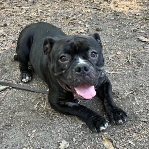 A black dog lies on the ground, smiling with its tongue out, surrounded by dirt and leaves.