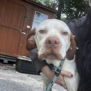A person holds a white and brown dog with a leash, near a wooden shed.