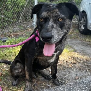 A black dog with brindle markings sits on a path, wearing a pink leash and panting.