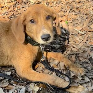 A brown dog lies on the ground covered in leaves, looking curiously at the camera. A leash is attached to its collar.