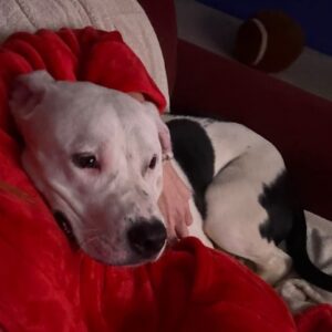 A person in a red robe cuddles a white and black dog on a couch.