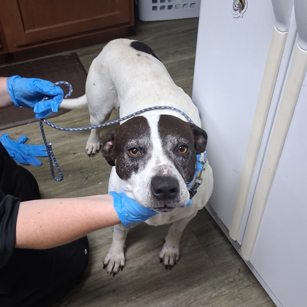 A person in blue gloves gently holds a dog's chin while preparing to attach a leash.