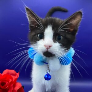 A black and white kitten wears a blue collar with a bell, sitting near a red rose against a blue background.