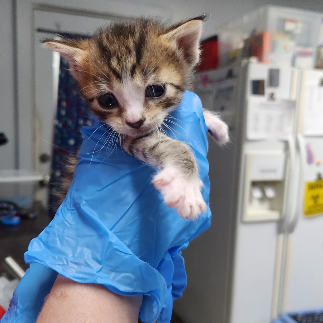 A person in blue gloves holds a small, striped kitten with big eyes.