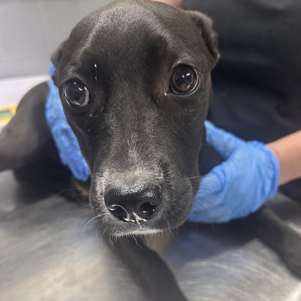 A black dog with large eyes is being gently held by a person wearing blue gloves.