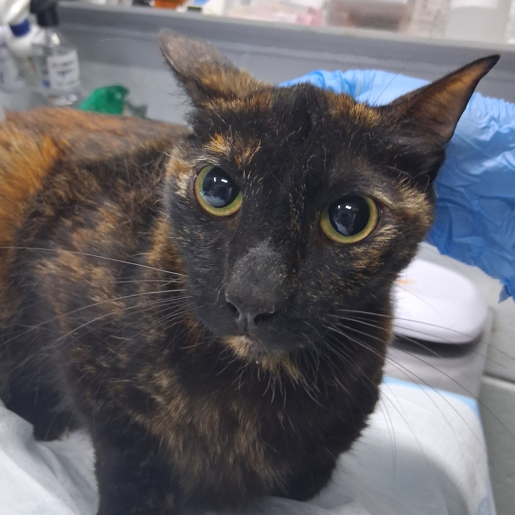 Amber @ Dorchester Road PetSmart