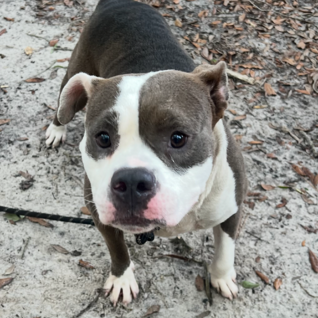 A gray and white dog stands on sandy ground, looking directly at the camera.