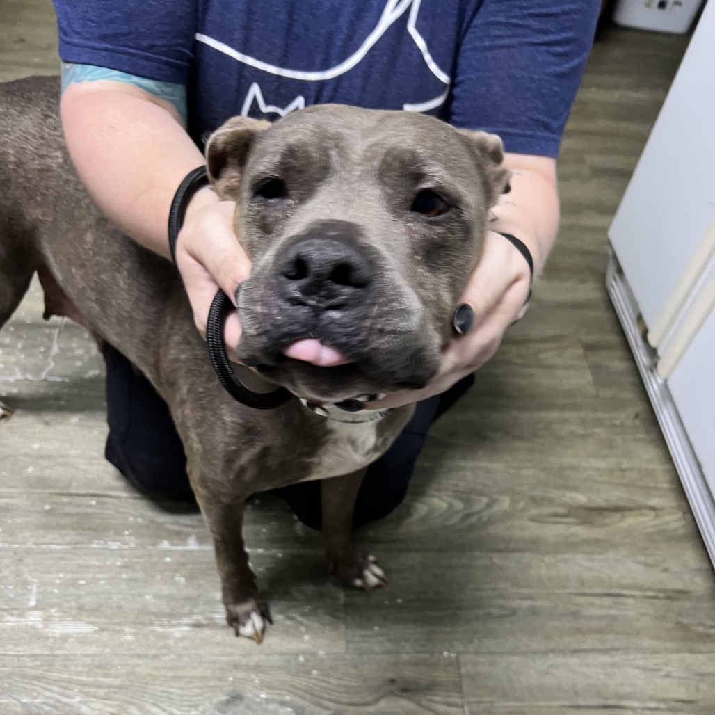 A person holds a dog’s face, showing affection. The dog has a gray coat and sticks out its tongue.
