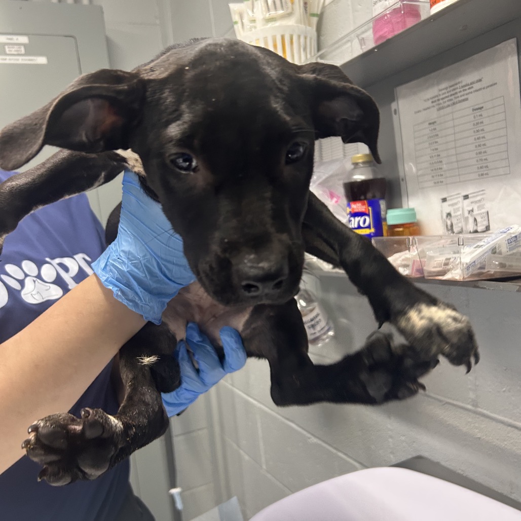 A person in blue gloves holds a small black puppy in a veterinary setting.