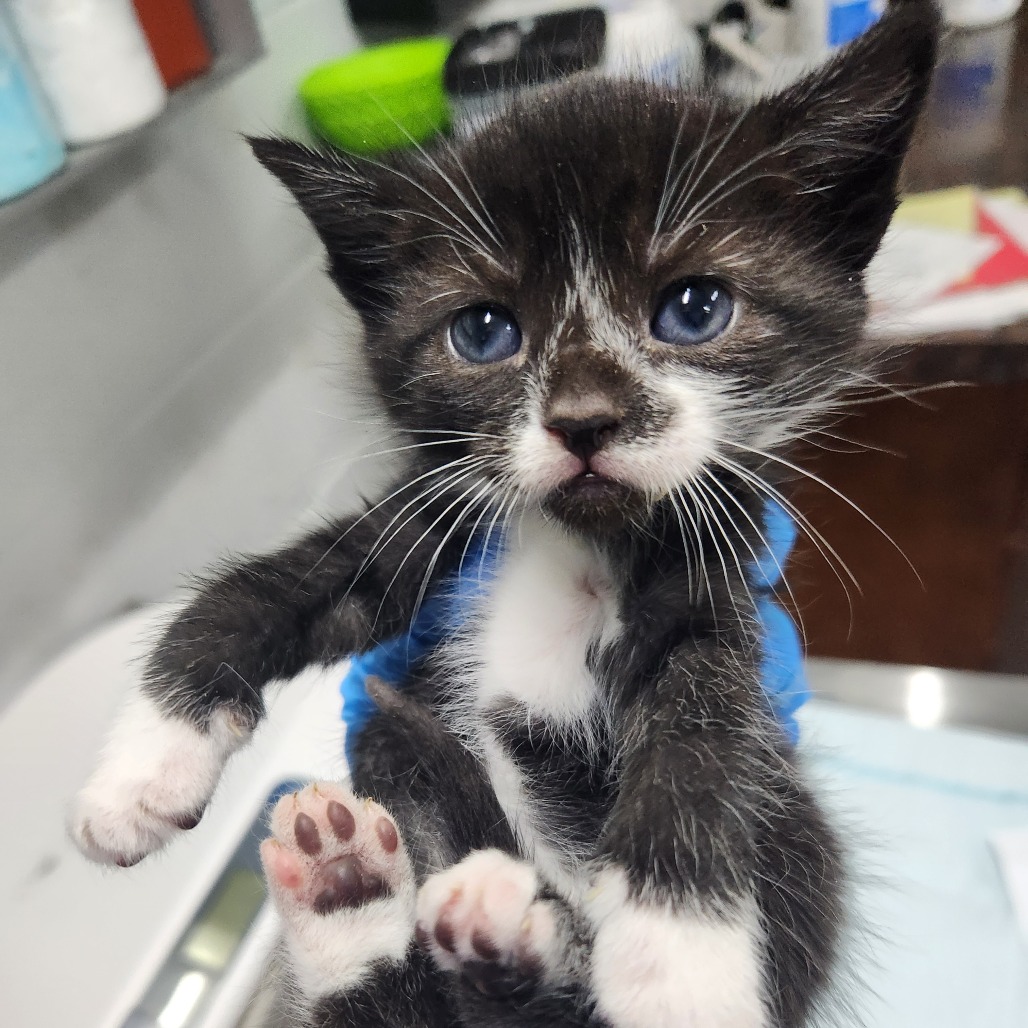 A small black and white kitten with blue eyes is being held, showing its paws and curious expression.