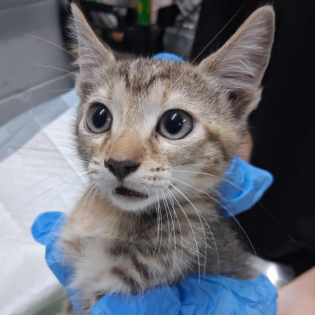 A person holds a surprised-looking kitten with large eyes, wearing blue gloves.