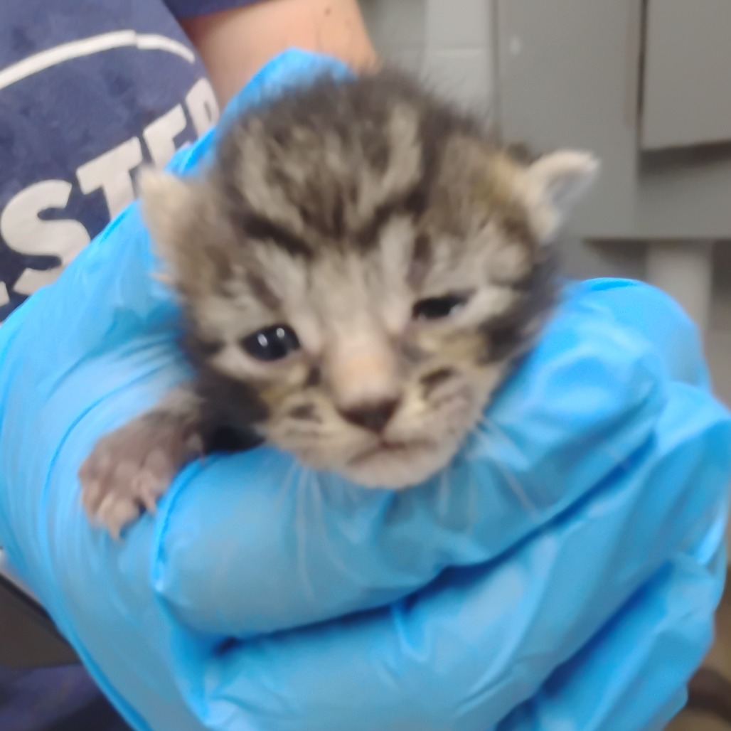 A person in blue gloves holds a small, striped kitten with one eye partially closed.
