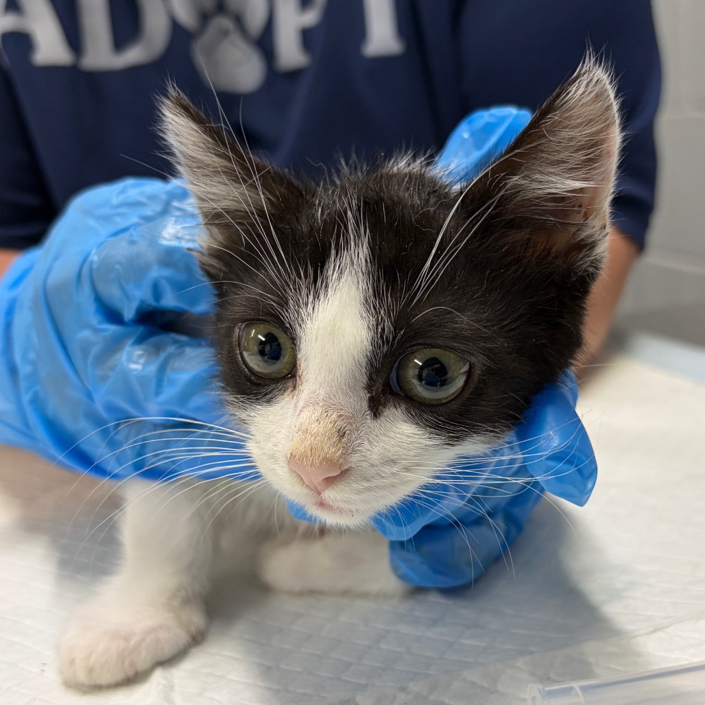 A person in blue gloves holds a black and white kitten, focusing on its curious face.
