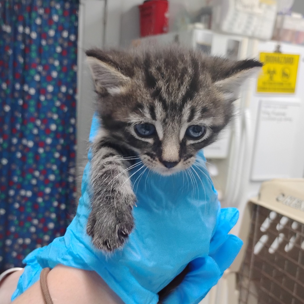 A person in blue gloves holds a small gray tabby kitten with blue eyes.