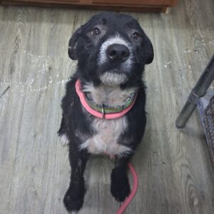 A black and white dog sits on a wooden floor, wearing a pink collar and leash, looking up curiously.