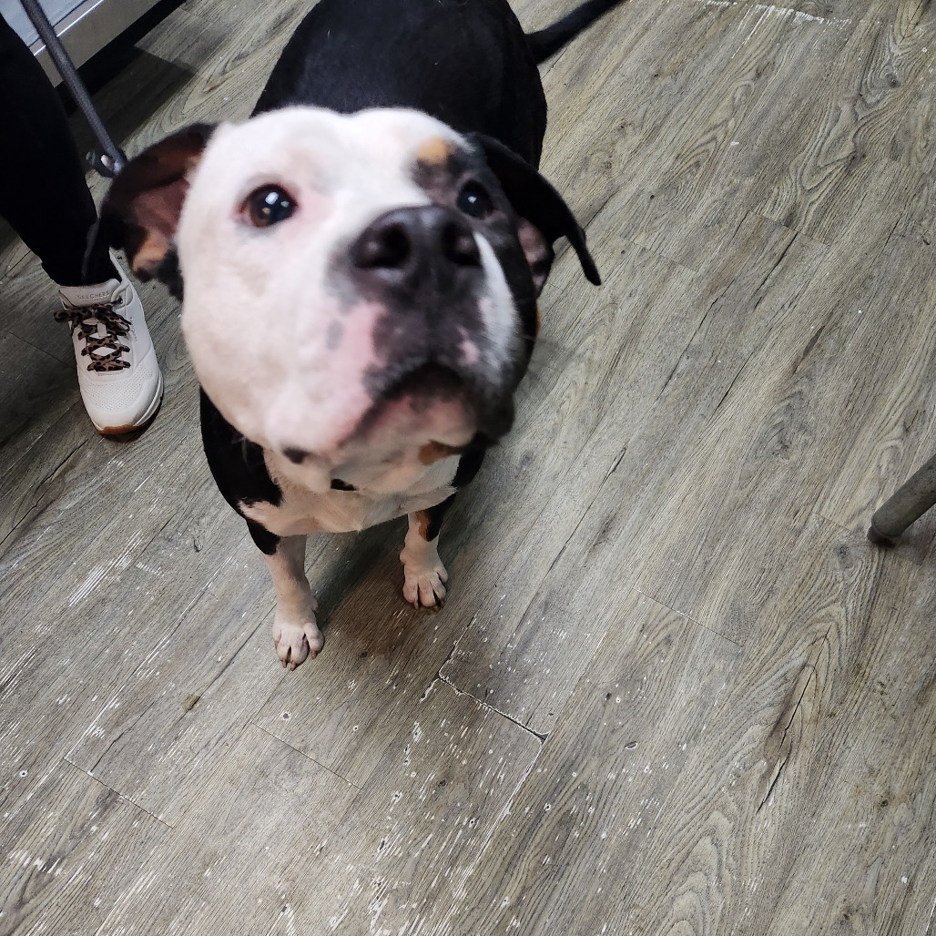 A black and white dog stands on a wooden floor, looking up curiously. A person's shoe is partially visible nearby.