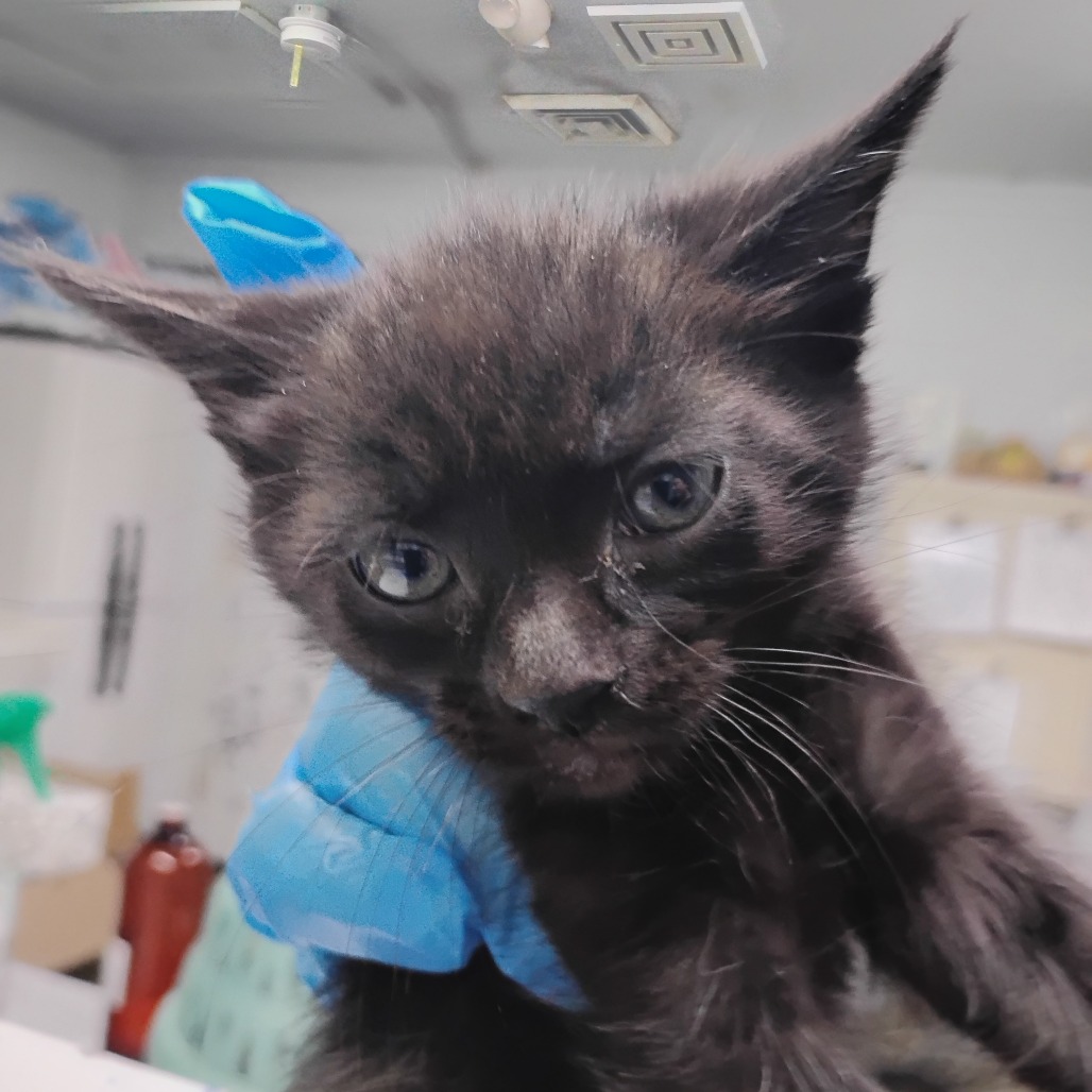 A black kitten with blue bandages looks curiously at the camera in a veterinary setting.