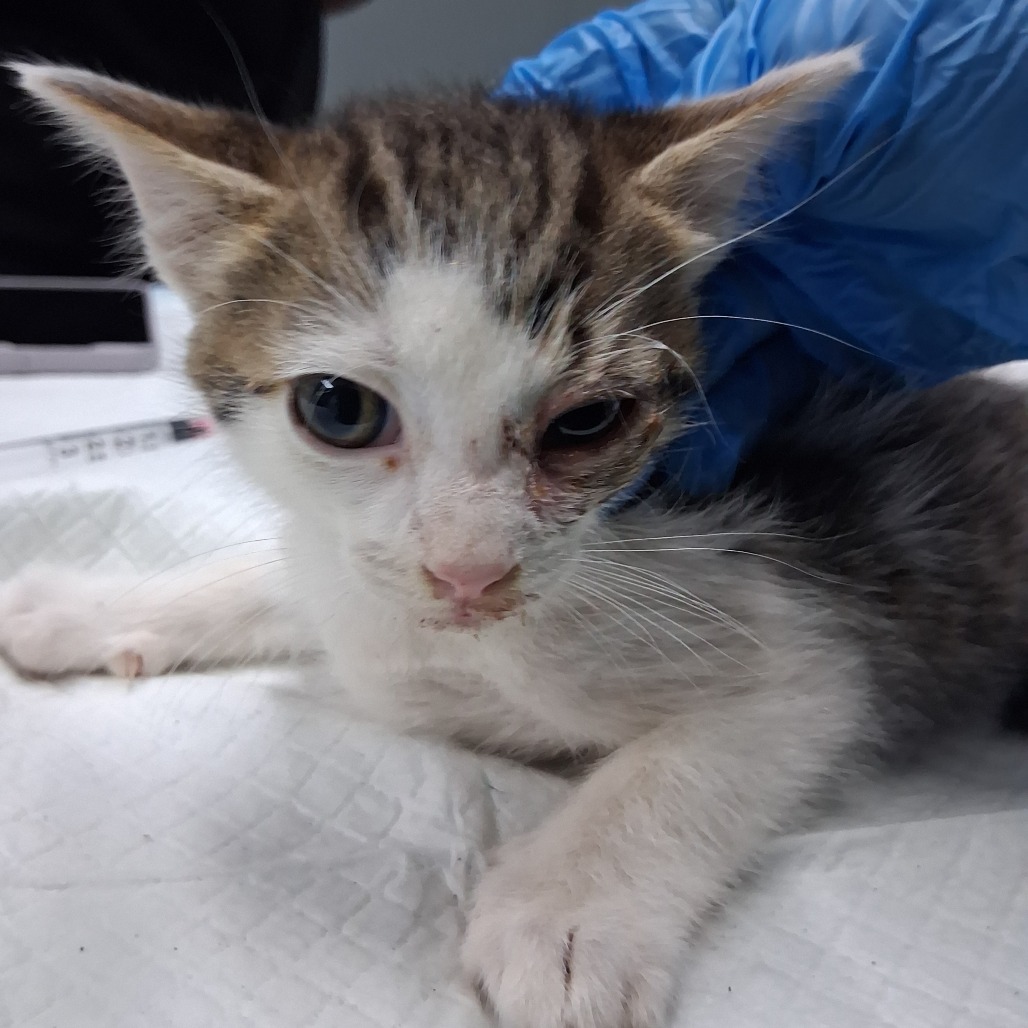A small, injured kitten rests on a table, with a gloved hand nearby.