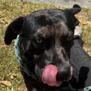 A black dog with brown markings licks its lips, sitting on grass with a person nearby.
