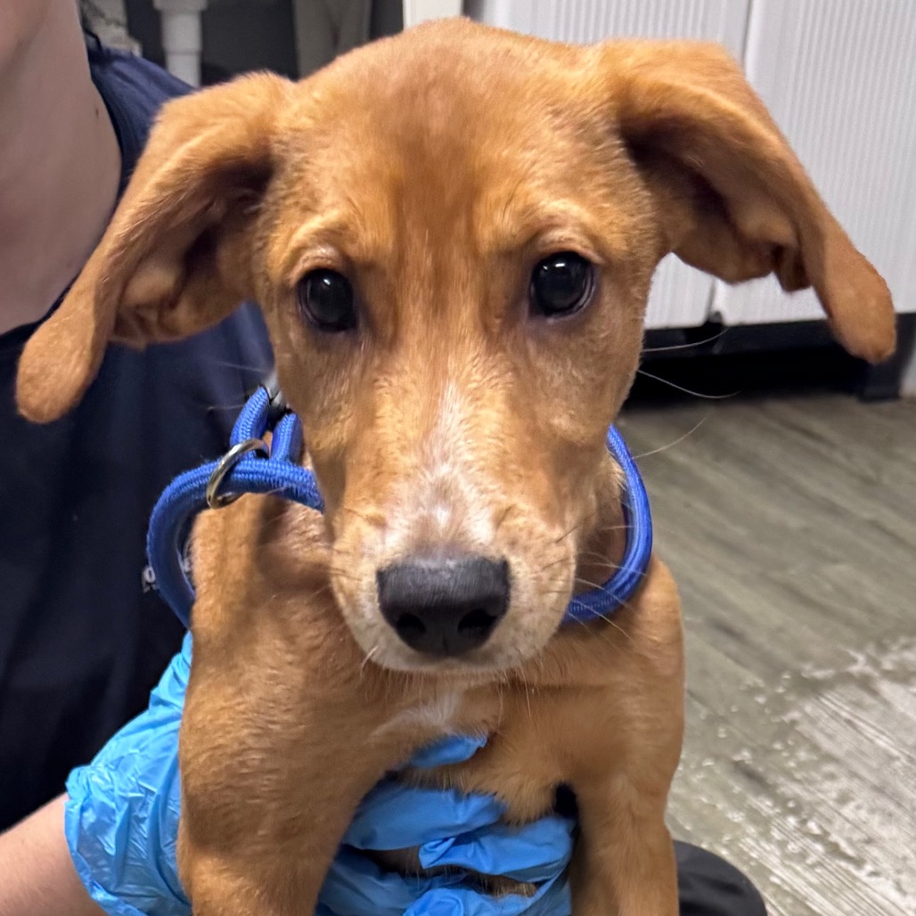 A small brown puppy with big eyes is held by a person wearing blue gloves.