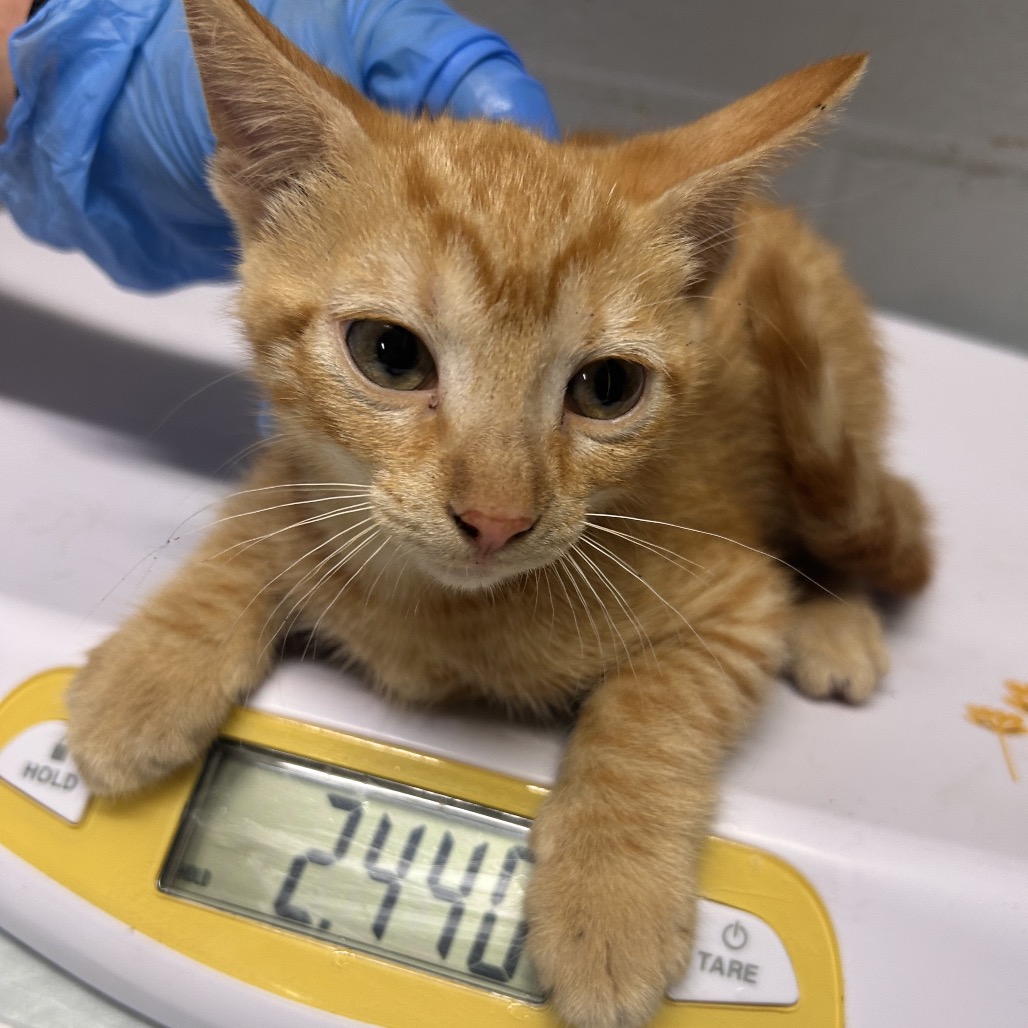 A small orange kitten rests on a scale displaying 2.44 pounds, with a gloved hand nearby.